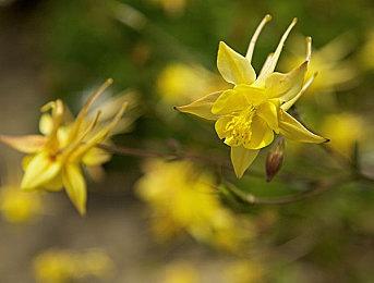 《饿殍：明末千里行》手机版11月14日发售 首发八折24元